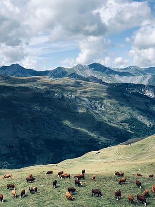 animals in the alps