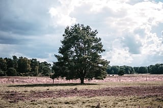 Heidschnuckenweg