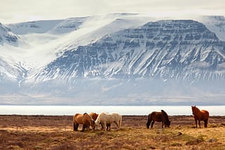 De beste wandelroutes van IJsland samengevat