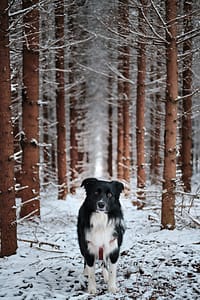 Faire de la randonnée avec un chien - Ridestore Magazine