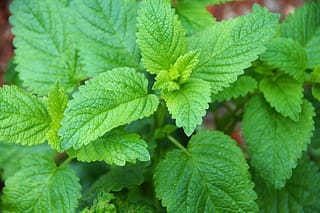 lemon-balm-gbe0527f41-1920