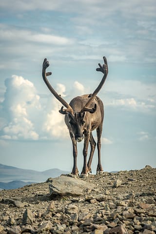 Rago National Park, Norway