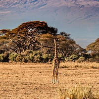 guide-för-att-bestiga-kilimanjaro